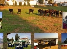 Capea Carmona Sevilla