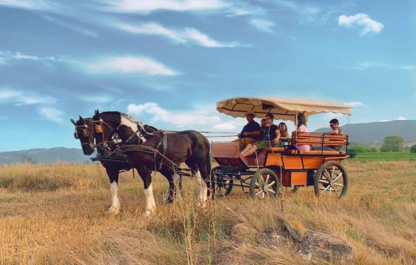 Paseo Carruaje Logroño